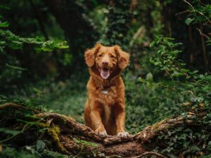 Dog-Friendly-Holidays-in-Dumfries-and-Galloway